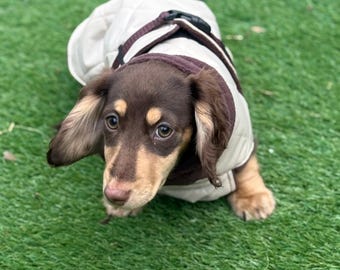 Waterproof Quilted Dachshund Coat: Fleece Lined Winter Dog Coat