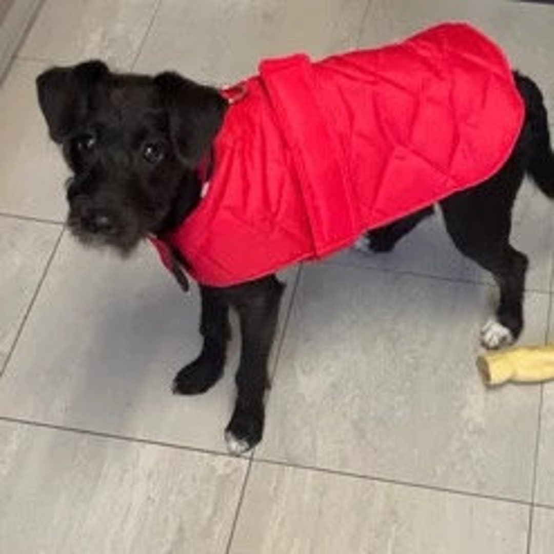 Red Quilted Dog Coat, Waterproof Dog Coat, Shower Proof Dog Coat