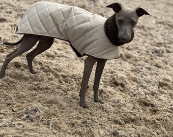 IT greyhounds & whippets