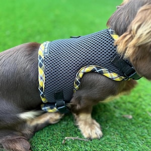 May include: A gray mesh dog harness with yellow and black plaid trim. The harness has adjustable straps and a black buckle. The dog is brown and tan, and the harness is on the dog's back.