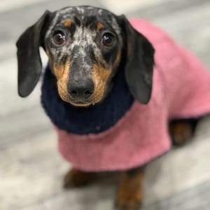 Peut inclure: Un teckel noir et brun portant un pull rose avec un collier bleu.
