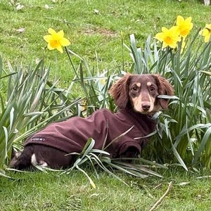 Wodoodporny, rozpinany sweter z jamnikiem, miękka powłoka dla psa, odpychający błoto