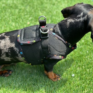 May include: A black and white dachshund wearing a black mesh dog harness with colourful paw prints. The harness has a silver metal clip and adjustable straps.