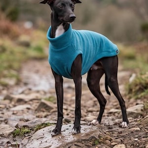 Könnte beinhalten: Ein schwarzer italienischer Windhund mit einem weißen Brustfleck trägt einen einfarbigen, türkisfarbenen Fleece-Pullover mit hohem Kragen. Der Hund hat einen schlanken Körperbau, lange dünne Beine und steht auf einem Felsen. Der Pullover hat ein kleines Etikett.