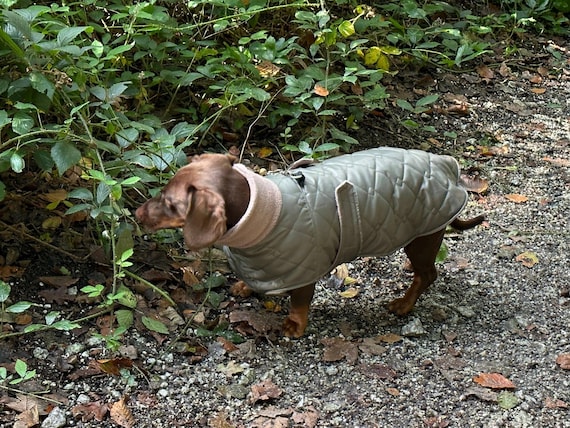 Waterproof Quilted Dachshund Dog Coat: Fleece Lined, Belly Covering