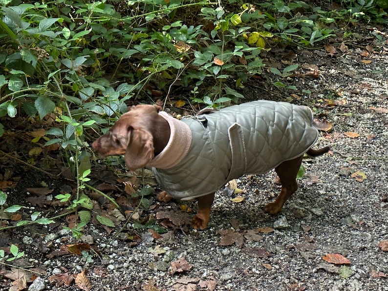 May include: A brown dachshund wearing a gray quilted dog coat with a brown fleece lining. The dog is standing on a path covered in gravel and leaves.