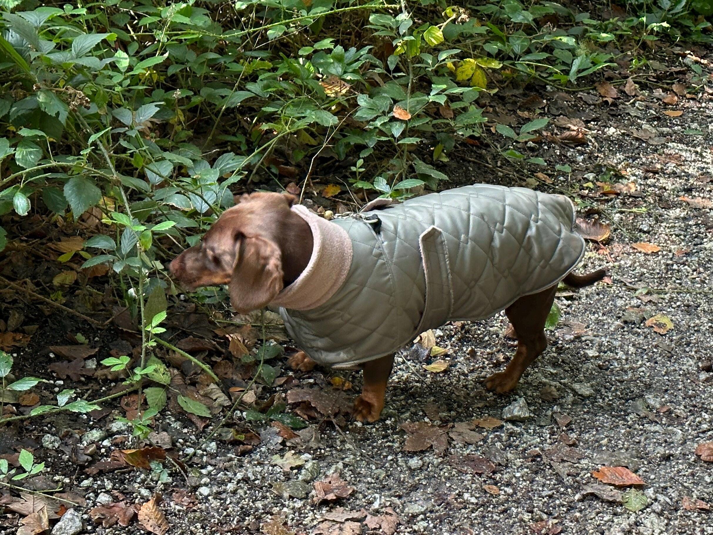 Waterproof Quilted Dachshund Dog Coat: Fleece Lined, Belly Covering