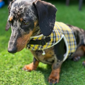 Könnte beinhalten: Ein Dackel mit geflecktem Fell in Schwarz, Braun und Weiß, der eine gelb-schwarz karierte Weste mit weißem Besatz trägt. Der Hund sitzt auf grünem Gras.