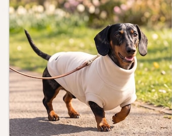 Puede incluir: Un perro salchicha negro y fuego que lleva un suéter de forro polar color crema con cuello alto. El perro está sujeto a una correa fina de cuero marrón con un clip de metal dorado, de pie en un camino pavimentado con la cola levantada.