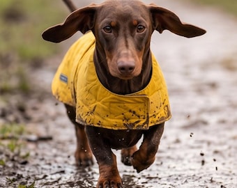 May include: A brown dachshund with long ears running through mud while wearing a quilted yellow dog coat. The coat features a visible velcro closure on the front and is splattered with mud, showing a textured, diamond-stitched pattern.