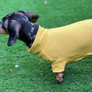 May include: A mustard yellow dog shirt with a mock neck collar and short sleeves worn by a dapple dachshund with black, grey, and tan fur. The garment covers the torso and neck of the dog, featuring a simple, solid-colored fabric design.