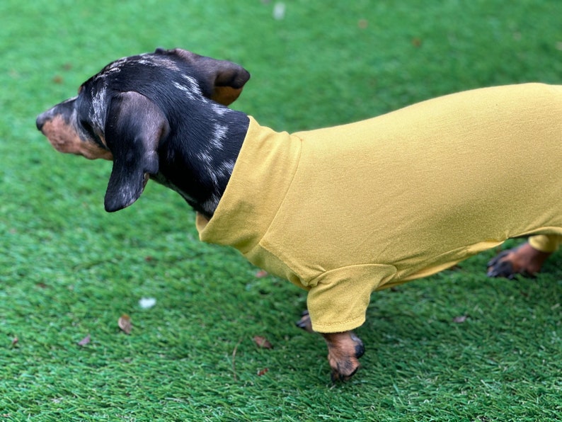 May include: A mustard yellow dog shirt with a mock neck collar and short sleeves worn by a dapple dachshund with black, grey, and tan fur. The garment covers the torso and neck of the dog, featuring a simple, solid-colored fabric design.