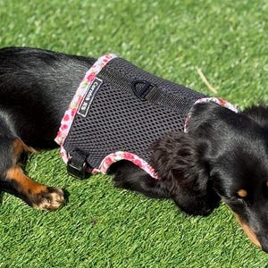 May include: A black dog wearing a black mesh harness with a floral trim, lying on green grass. The harness has a D-ring for leash attachment and a buckle closure. The dog's fur is black with brown markings.