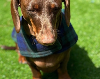 Tartan Fleece Dachshund Dog Coat: Water Repellent, Handmade
