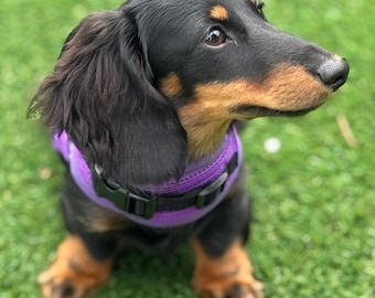 Dachshund   harness ,dog harness ,dachshund made to measure harness ,rub free harness,no armpit rub harness,chest harness