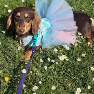 Dachshund Tutu Dog Dress: Made-to-Order Cotton Tunic