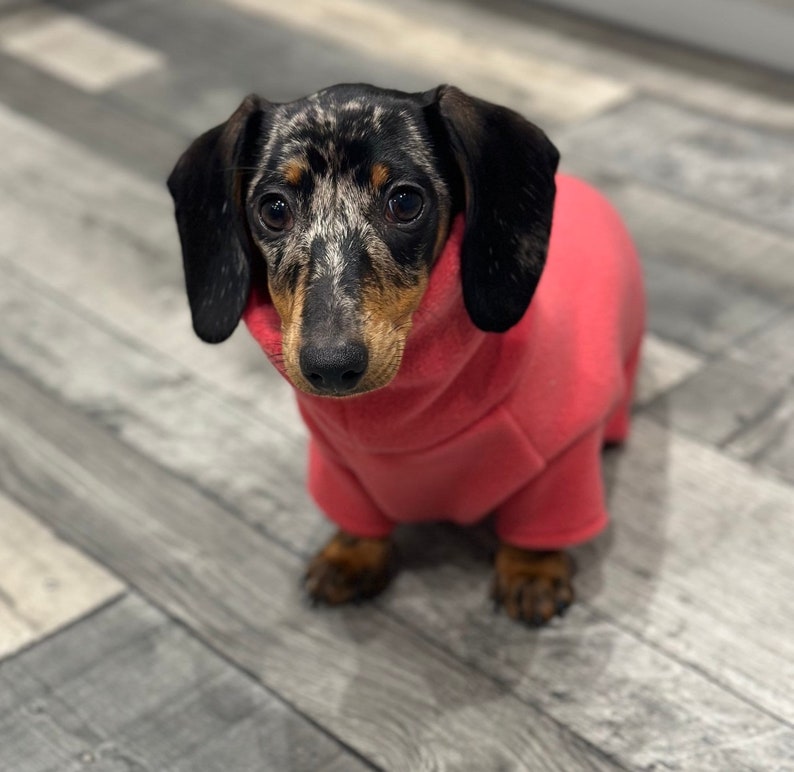 May include: A black and brown dachshund wearing a pink fleece sweater. The dog is looking at the camera.