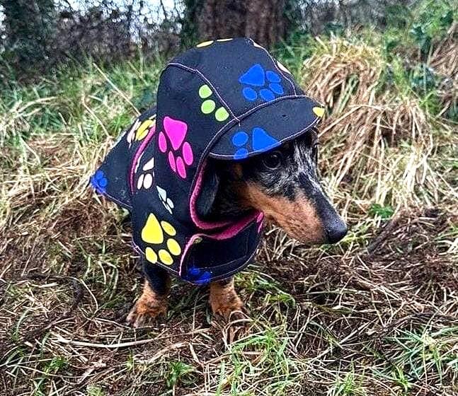 Manteau D'hiver Chaud Et Imperméable Pour Teckel - Manteau De Pluie Pour Chiens De Taille S (noir, XL