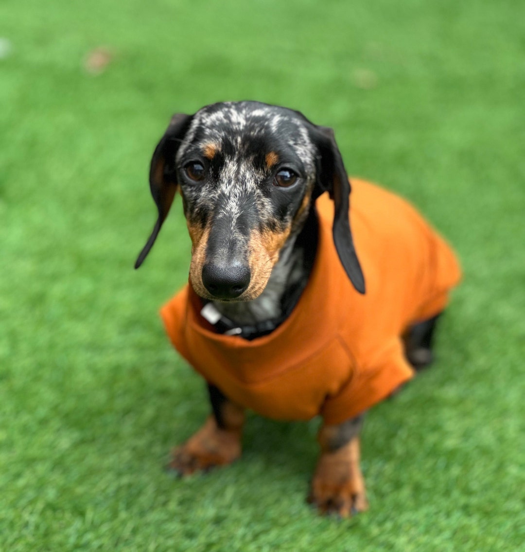 Dachshund Button-up Long-sleeve Shirt main image 1