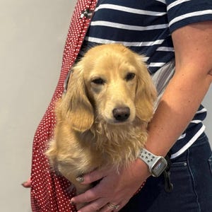 Polka dot dog sling  ,small dog sling bag , puppy sling carrier ,dachshund  sling carrier,light weight dog sling  ,spring dog carrier