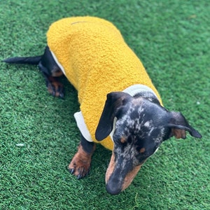 Puede incluir: Un dachshund manchado de blanco y negro con un suéter de lana amarillo con cuello blanco.