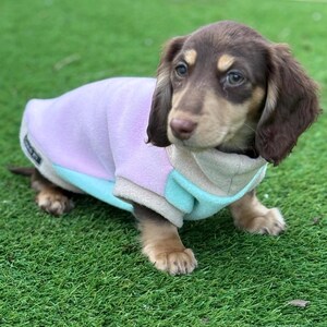 Può includere: Un piccolo cucciolo di bassotto marrone e fulvo con un maglione di pile rosa, blu e beige. Il cucciolo è seduto su una superficie erbosa verde.