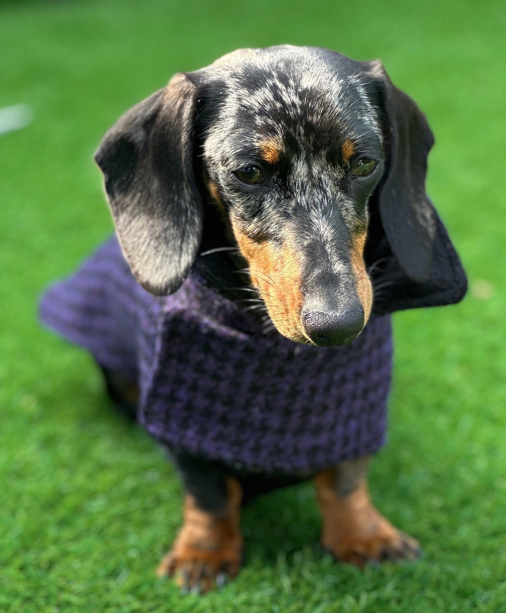 Miniature dachshund tweed coat online