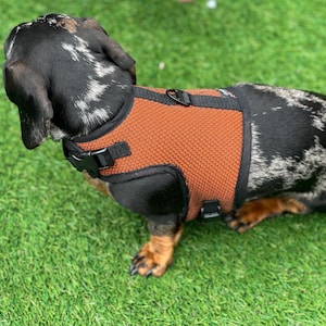 Puede incluir: Un dachshund blanco y negro con un arnés de perro de malla naranja y negro.