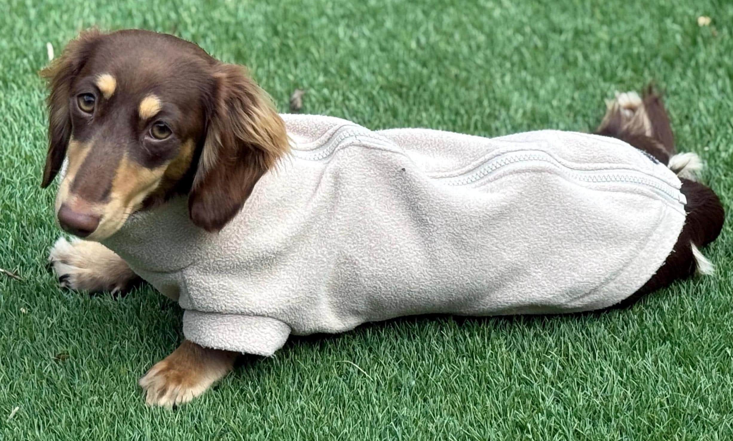 Dachshund Fleece Dog Jumper: Water & Mud Repellent, Zipped Tankie