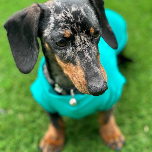 Maglia rinfrescante in lycra per bassotti: maglione traspirante per cani