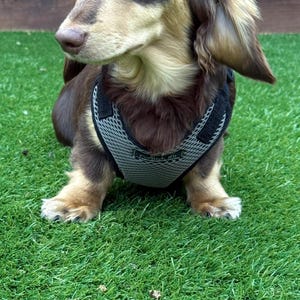 May include: A brown and tan Dachshund dog wearing a gray and black mesh harness. The dog is sitting on green artificial grass. The harness has a black trim and a small label.