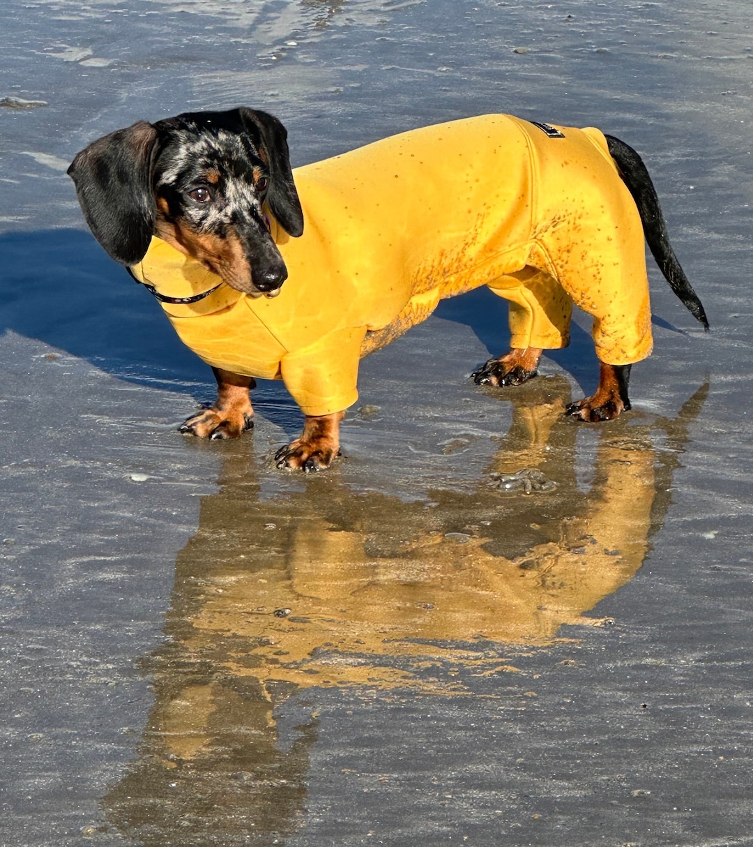 ミニチュア・ダックスフンド用ネオプレン製ロンパース：伸縮性のある犬