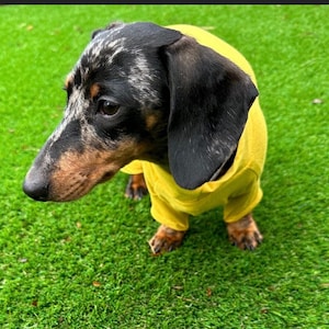 May include: A dapple dachshund dog with black, brown, and grey mottled fur wearing a solid mustard yellow long-sleeve shirt. The dog has long, floppy ears, a long snout, and a dark nose, captured from a high-angle view while standing.