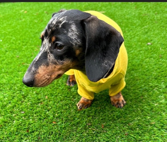 Bamboo Dog Onesie: Anti-Allergy Cooling Jumpsuit, Dachshund Pajamas
