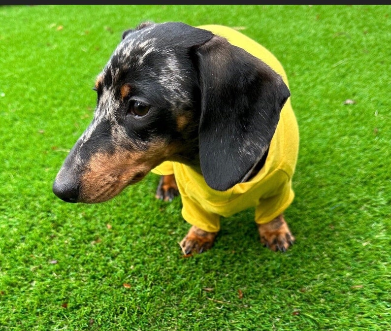 May include: A dapple dachshund dog with black, brown, and grey mottled fur wearing a solid mustard yellow long-sleeve shirt. The dog has long, floppy ears, a long snout, and a dark nose, captured from a high-angle view while standing.