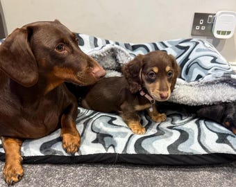 Personalized Dachshund Bed Cave: Fleece Snuggle Sack Sleeping Bag