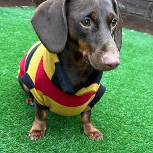 Op de afbeelding: Een bruine teckel met een zwart, rood en geel gestreepte trui. De hond zit op groen kunstgras. De hond heeft bruine ogen en een roze neus. De trui heeft een zwarte kraag.