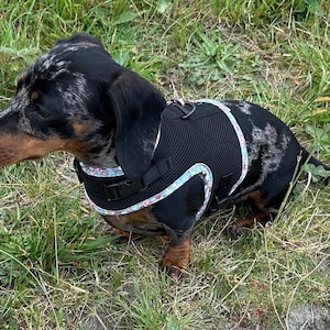 Made-to-Measure Dachshund Harness: Rub-Free Spacer Mesh, Custom Trim