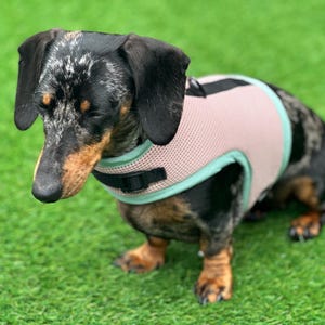 May include: A black and brown dachshund wearing a pink and light blue mesh dog harness.