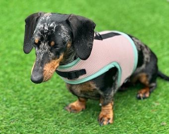 Dachshund harness 