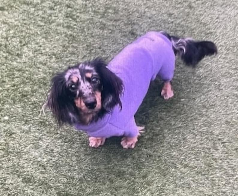 Miniature Dachshund Fleece Onesie: Water Repellent Dog Jumpsuit image 2