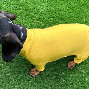 May include: A dachshund with a black and grey dapple coat wearing a solid mustard yellow long-sleeved bodysuit that covers the torso and upper legs. The garment features a high neck design and a small rectangular tag on the rear section.