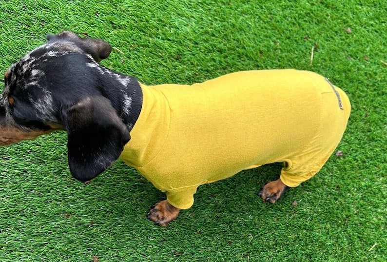 May include: A dachshund with a black and grey dapple coat wearing a solid mustard yellow long-sleeved bodysuit that covers the torso and upper legs. The garment features a high neck design and a small rectangular tag on the rear section.
