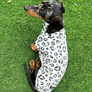 Pu&ograve; includere: Un bassotto bianco e nero che indossa un maglione per cani con stampa leopardata bianca e grigia. Il cane &egrave; seduto sull'erba verde.