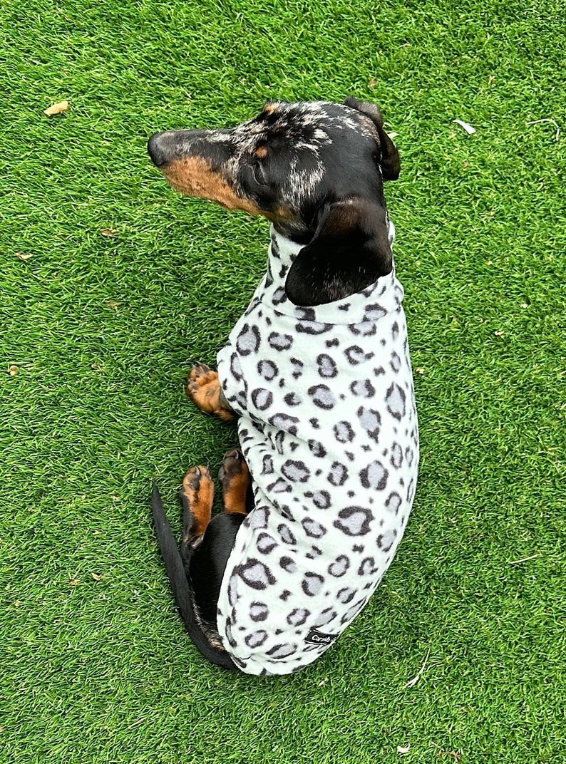 Pu&ograve; includere: Un bassotto bianco e nero che indossa un maglione per cani con stampa leopardata bianca e grigia. Il cane &egrave; seduto sull'erba verde.