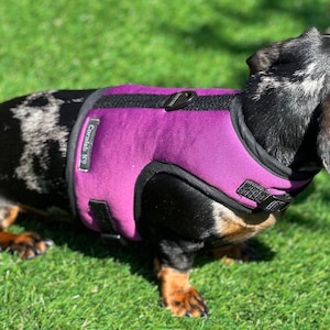 以下が含まれることがあります： 黒と白のダックスフントが、紫色の犬用ハーネスを着用しています。ハーネスには「Cornish Kg」の文字が書かれています。犬は緑の芝生の上に立っています。