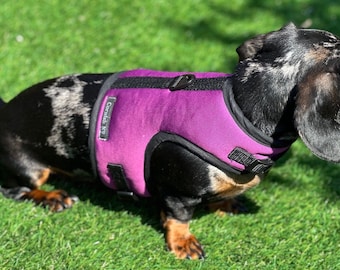 Dachshund Neoprene Dog Harness: No-Rub Comfort Vest