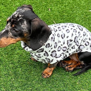 Pu&ograve; includere: Un bassotto macchiato di bianco e nero che indossa un maglione in pile leopardato grigio e nero. Il cane &egrave; seduto sull'erba verde.