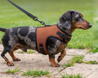 May include: A dapple dachshund wearing a rust-orange mesh dog harness with black trim and adjustable side-release buckles. The harness is connected to a thin black leash via a metal D-ring positioned on the back of the chest piece.