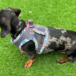 Può includere: Un bassotto bianco e nero che indossa un'imbracatura per cani grigia e blu a fiori con accenti rosa. L'imbracatura ha il testo "Comfy KD".